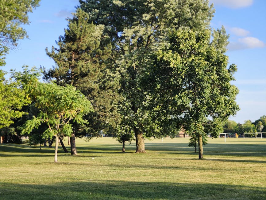A scene of a park with a well-maintained grassy area and several mature trees, including one large tree with dense green foliage situated centrally. Smaller trees with lighter green leaves are positioned in the foreground to the left. The background includes more trees, a clear blue sky with a few scattered clouds, and a distant sports field with white goalposts. The lighting is bright, suggesting a sunny day. The image appears to be taken during a home relocation process, where a moving company like Man with Van Elm Park may be involved in lifting and transporting household items, although no objects or furniture are visible in this particular scene.