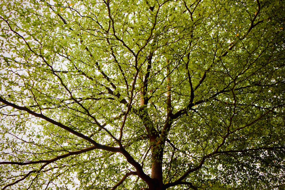 Close-up view of a large tree with numerous green leaves and dark brown branches, taken from the ground looking upward toward the canopy. The tree is situated outdoors, with natural daylight filtering through the leaves, indicating a bright day. In the background, a partially visible building structure and clear sky can be seen through the foliage. This image captures the natural environment surrounding a residential property, relevant to home relocation and house removals services, illustrating the setting where the moving process might take place. The scene emphasizes the outdoor environment involved in house removals, with a focus on the tree’s detailed leaves and branches, supporting the context of transportation and packing around a property in Elm Park, as referenced in the page title for Man with Van Elm Park.