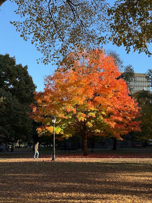 A large deciduous tree with vibrant orange and red foliage stands prominently in an outdoor park setting, dappled with sunlight filtering through the branches. Surrounding the tree is a paved pathway with fallen leaves scattered across the ground. To the left of the tree, a person dressed in casual clothing is walking along the path, while a black lamppost with a decorative top is positioned nearby. In the background, a modern multi-storey building made of glass and steel reflects the clear blue sky, with additional trees and park features visible. The scene captures the peaceful atmosphere of a typical autumn day, with natural light highlighting the bright colors of the leaves, conveying a sense of seasonal change that could be associated with home relocation activities such as packing or transporting furniture during autumn.