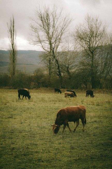 A landscape scene showing a grassy field with several cows grazing, including a prominent brown cow in the foreground. In the background, there are leafless trees and a distant hillside under an overcast sky. The image appears natural and rural, with no visible buildings or structures. This peaceful setting reflects farmland or countryside typical of rural areas like Elm Park, which may be relevant for house removals and relocation services such as those offered by Man with Van Elm Park, especially when planning home moves in scenic or rural locations.