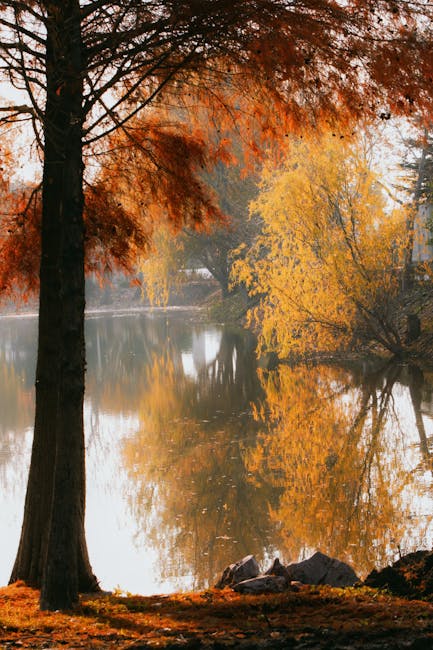 The image depicts a tranquil outdoor scene during autumn, featuring a large tree with dark, textured bark and vibrant orange and yellow leaves extending over a calm body of water. The water reflects the colorful foliage and surrounding trees, creating a mirror-like effect. The background shows additional trees with similarly colored leaves, some partially obscured by light mist or haze, adding a sense of depth and serenity. The ground in the foreground is covered with fallen leaves and patches of grass, with a few rocks near the water’s edge. The lighting appears natural and soft, indicative of an overcast or diffused sunlight environment, contributing to the peaceful autumn atmosphere. Within the context of house removals, such a scene might be part of a scenic route or outdoor area contributing to the overall environment where [COMPANY_NAME] offers local and comprehensive move services, including packing, loading, and transportation of furniture and belongings in a professional manner.
