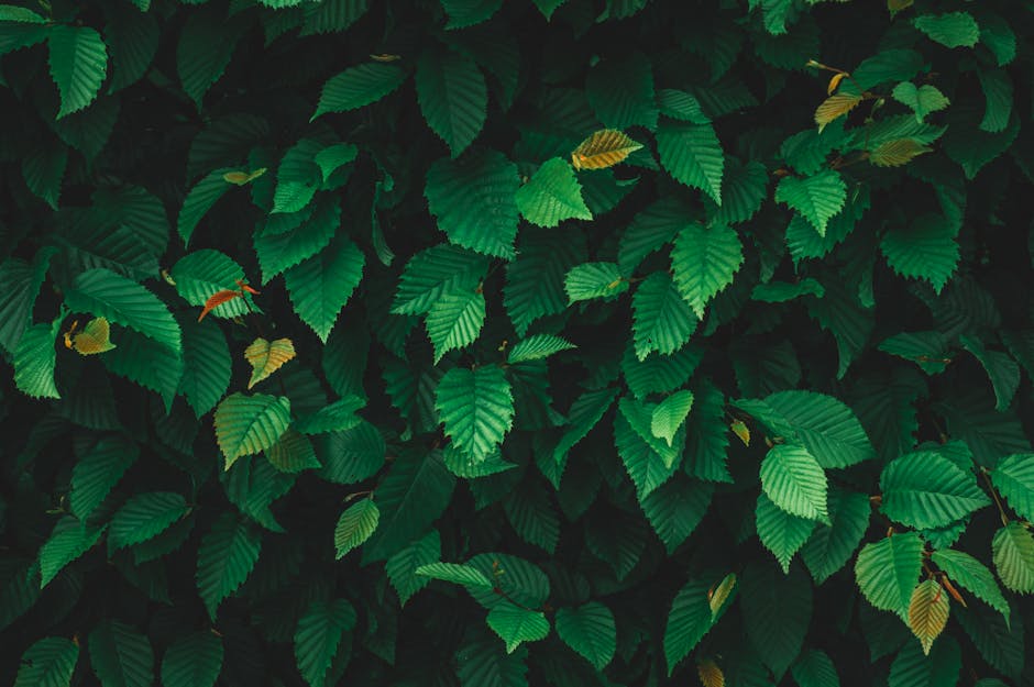 A dense arrangement of vibrant green leaves with prominent veins, covering the upper part of the image and creating a lush natural backdrop. The leaves vary slightly in size and shade, some displaying hints of yellow or brown edges. The foliage appears to be part of a plant or shrub situated outdoors, with natural light illuminating the leaves from above. In the lower part of the image, there are no visible furniture, boxes, appliances, or vehicles; the focus remains solely on the greenery. This natural scene contrasts with typical house removal environments but could represent the outdoor surroundings of a property scheduled for relocation services by Man with Van Elm Park. The overall composition emphasizes the richness of the leafy environment, with no human activity or moving equipment present, highlighting an untouched natural setting.